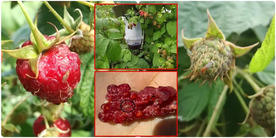 Mušica D. suzukii među malinama