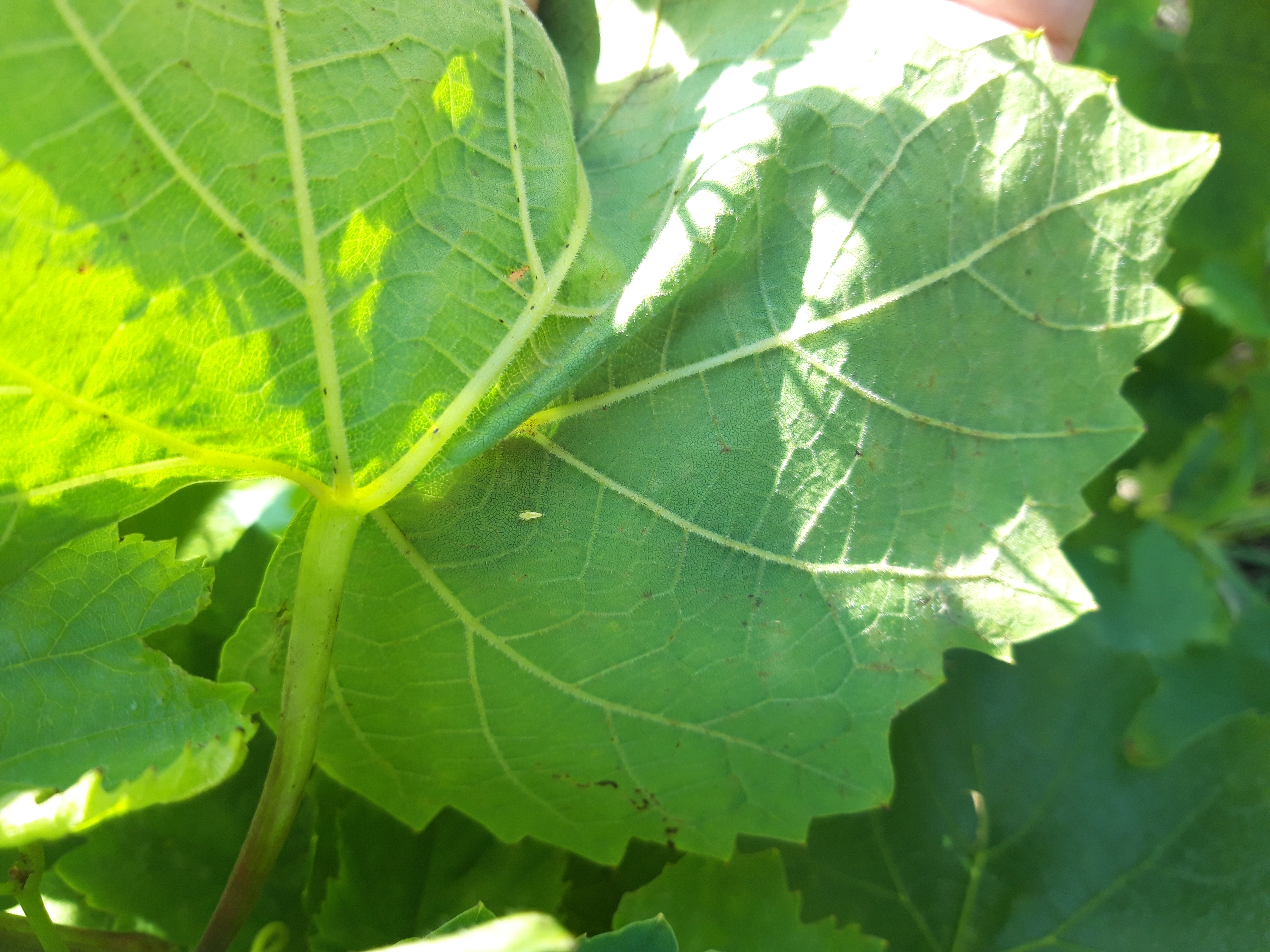 Vreme je za drugi tretman protiv zlatastog žutila vinove loze