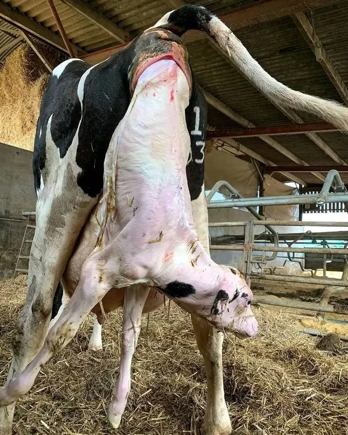 Pet zdravih teladi iz jednog teljenja
