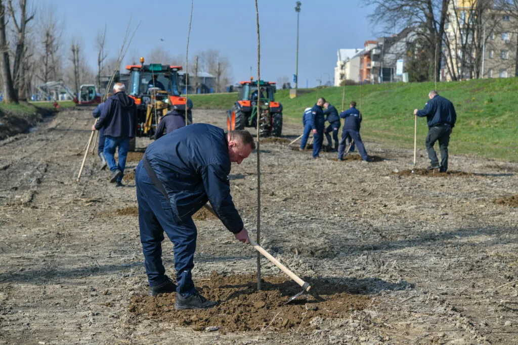 Na obali Save u Sremskoj Mitrovici sadi se 3.500 sadnica topole