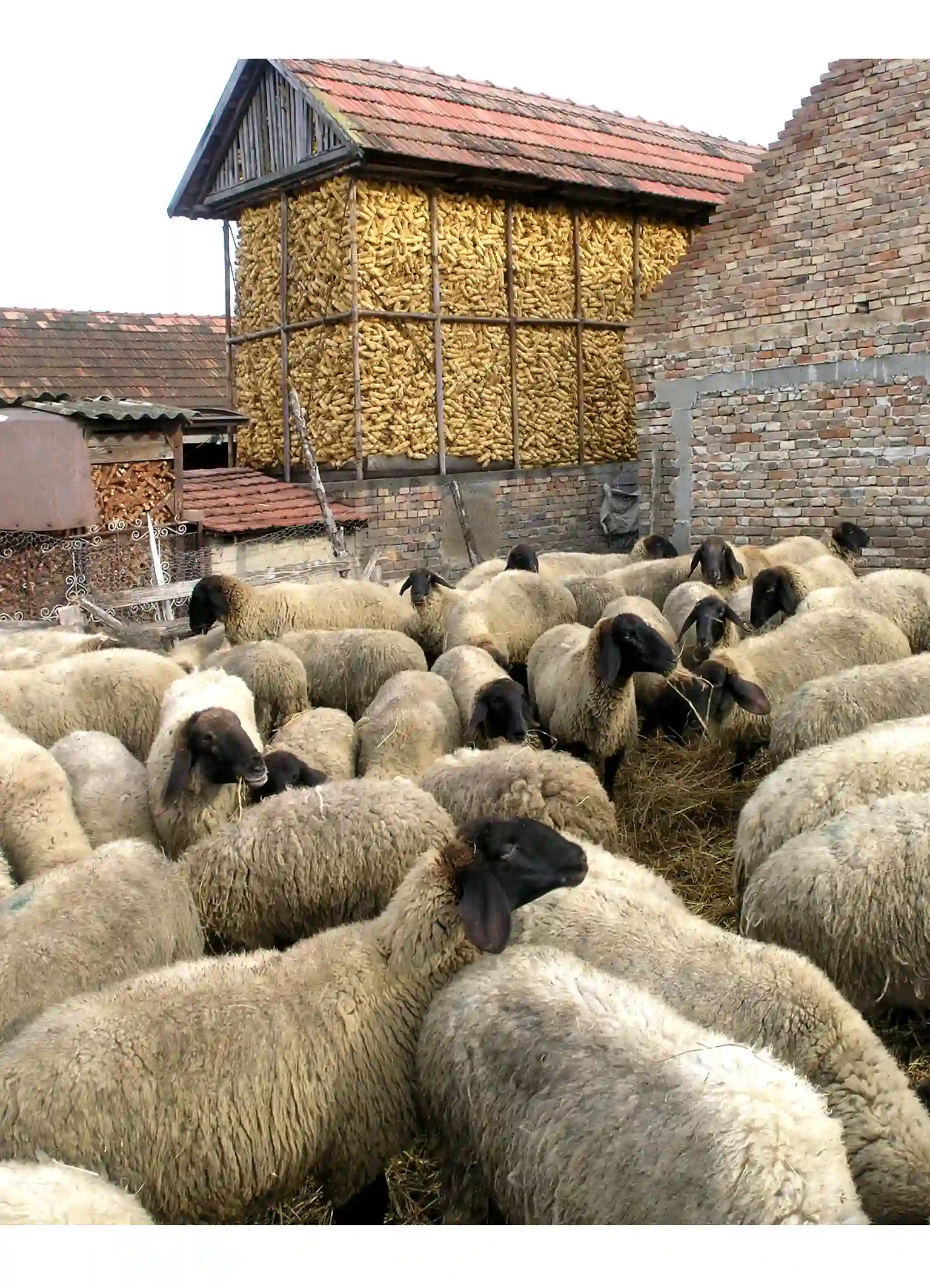 U Bugarskoj se pojavila stočna kuga