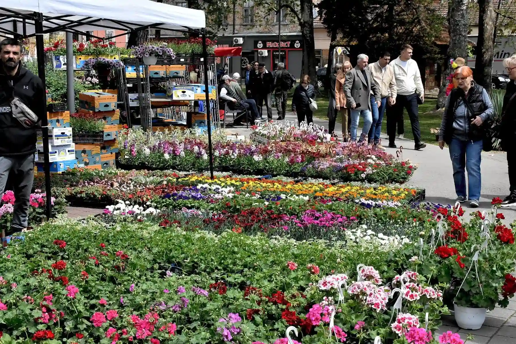 Valjevo u bojama cveća