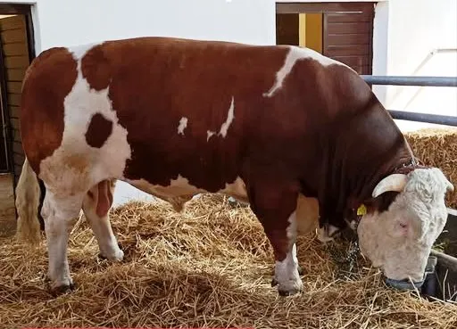 Matador i Jablan zvezde Nacionalne izložbe stoke na Novosadskom sajmu