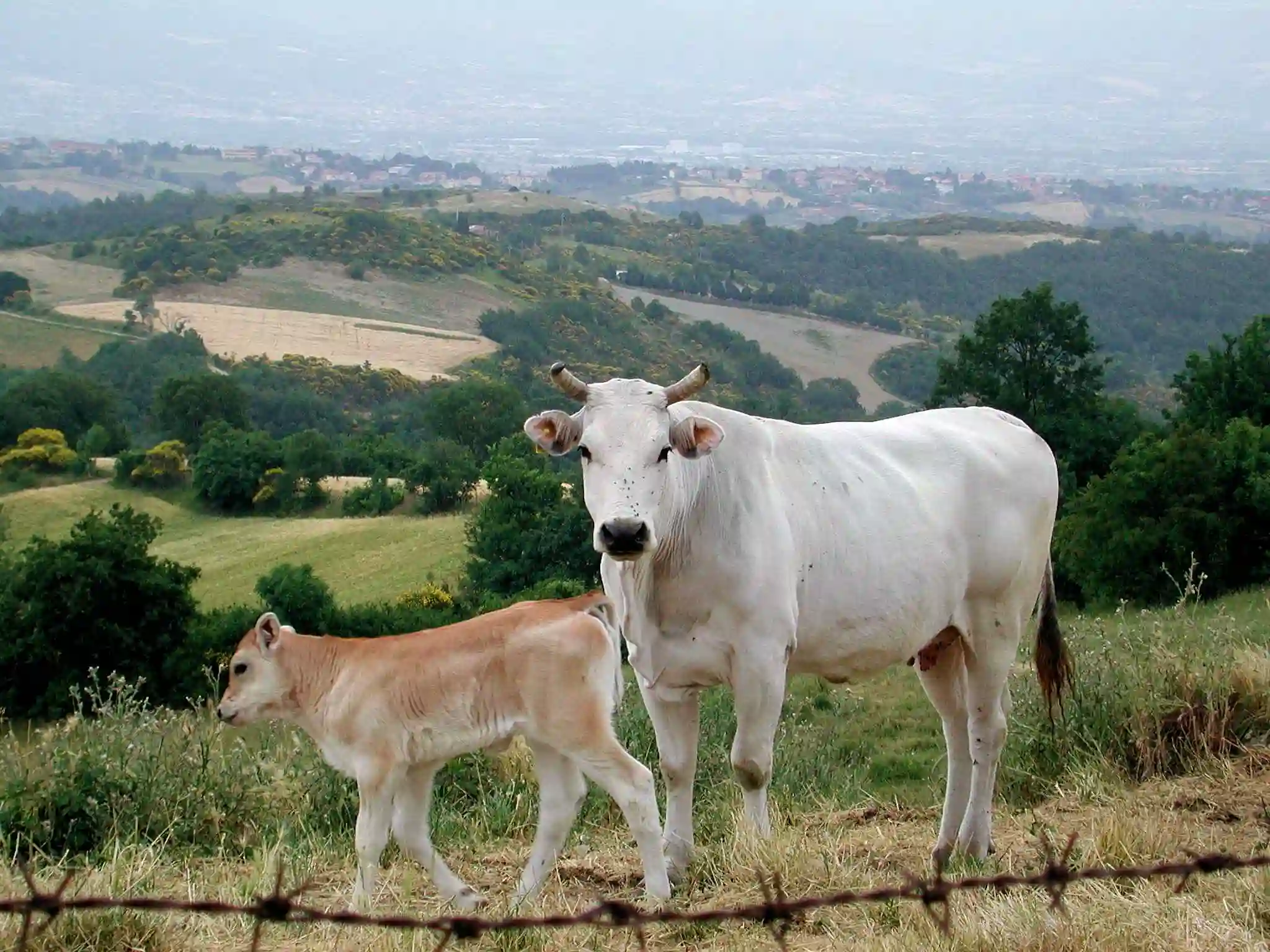 Najkrupnija rasa goveda na svetu koja je prava mašina za meso!