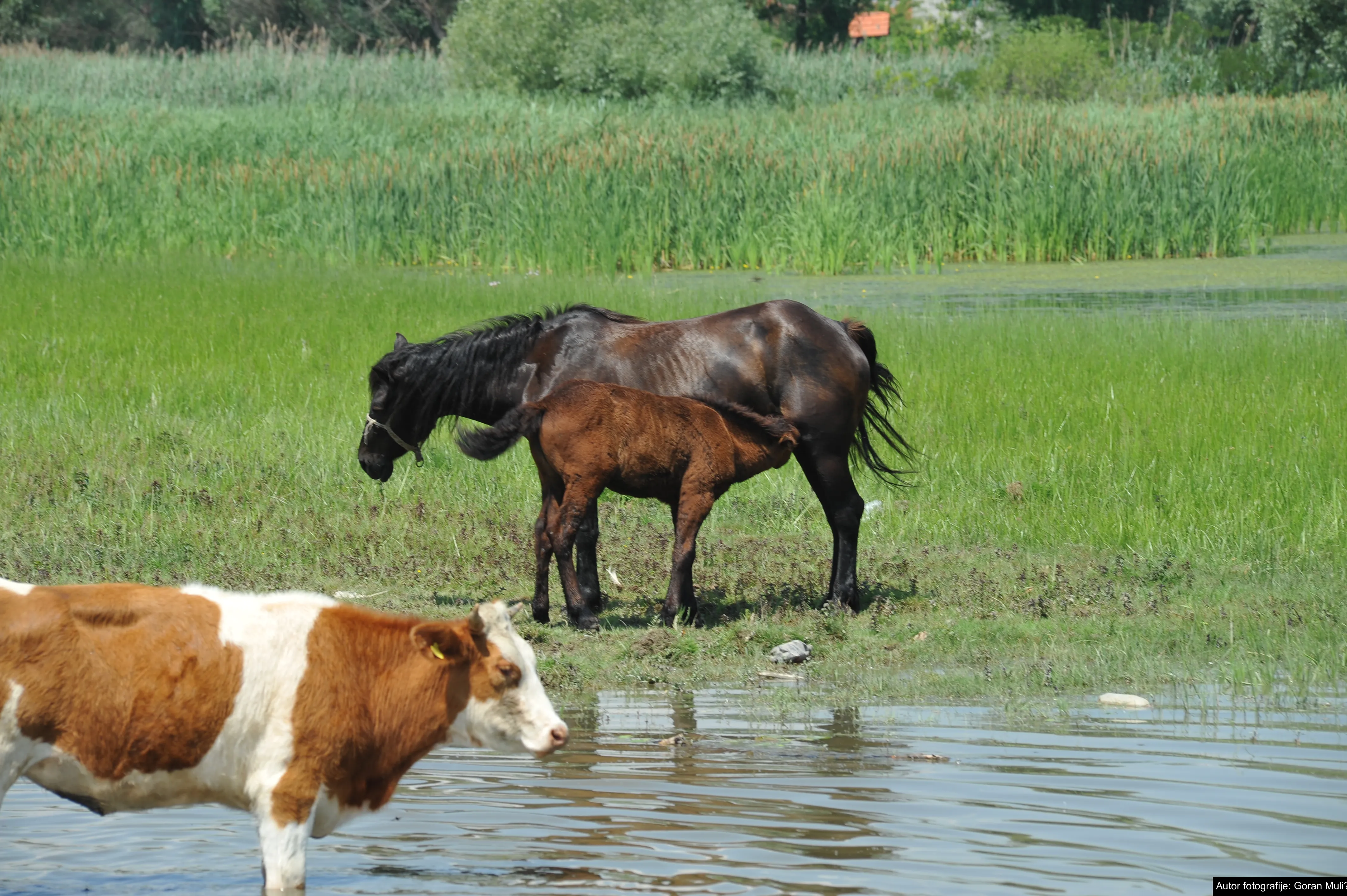 „Toplotna kupola“ nad Srbijom