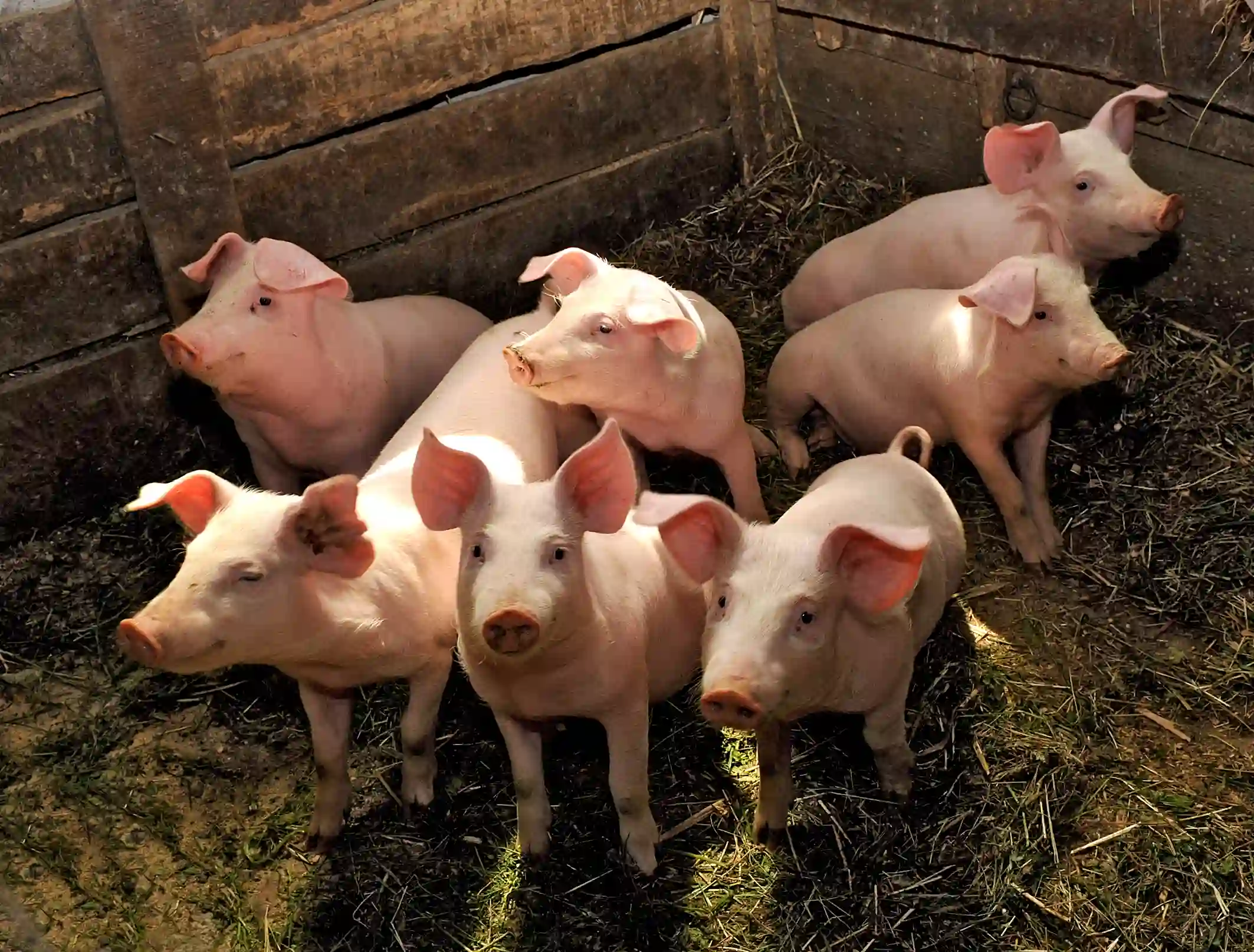 Afrička kuga ponovo hara Mačvom
