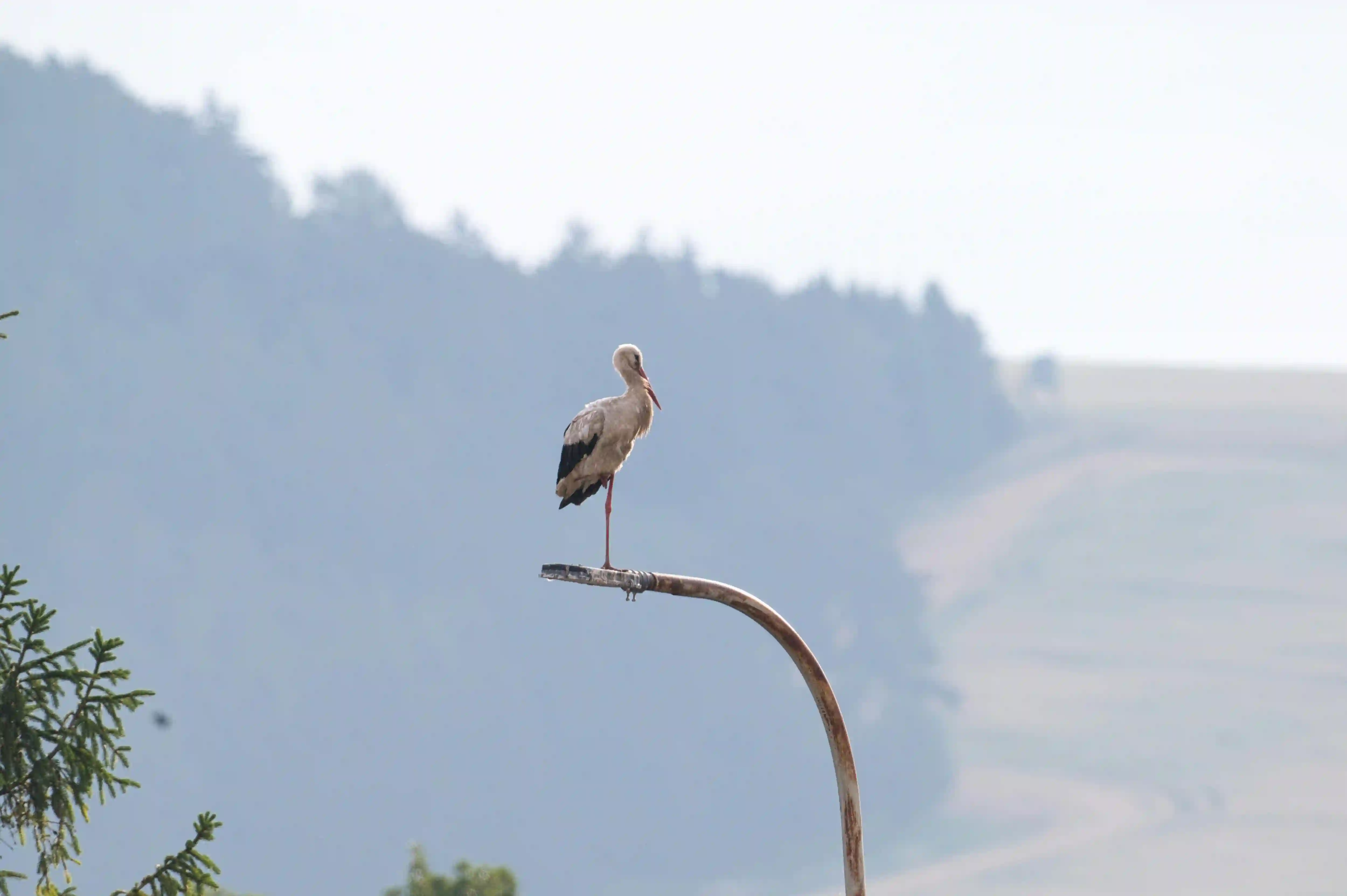 Kad se rode u Barandu vrate i sela ponovo ožive