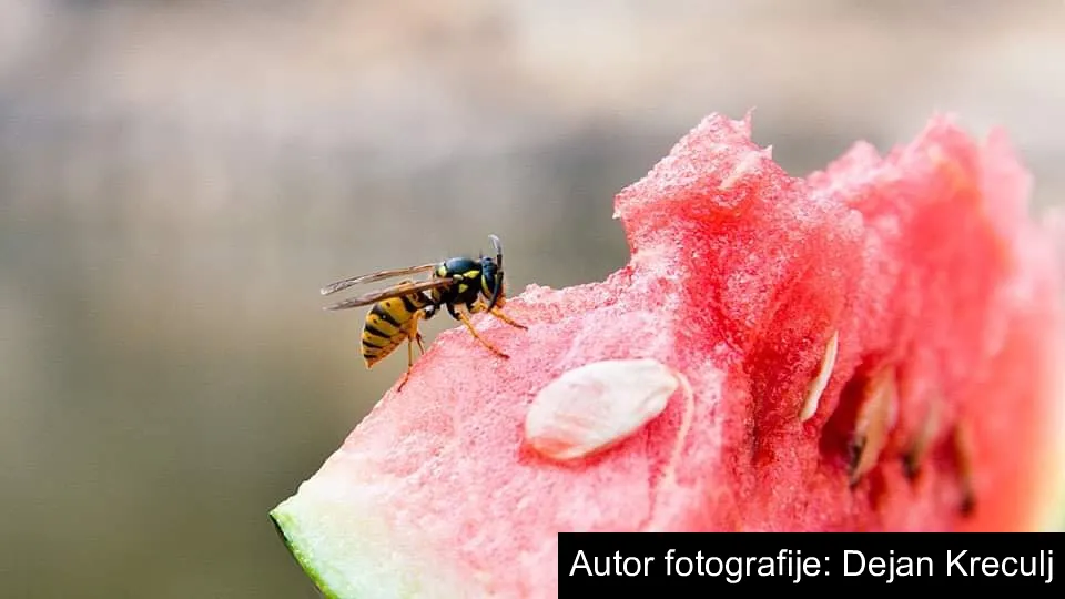 Opasne ose i stršljenovi
