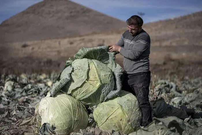 U Turskoj kupus od 57 kilograma!