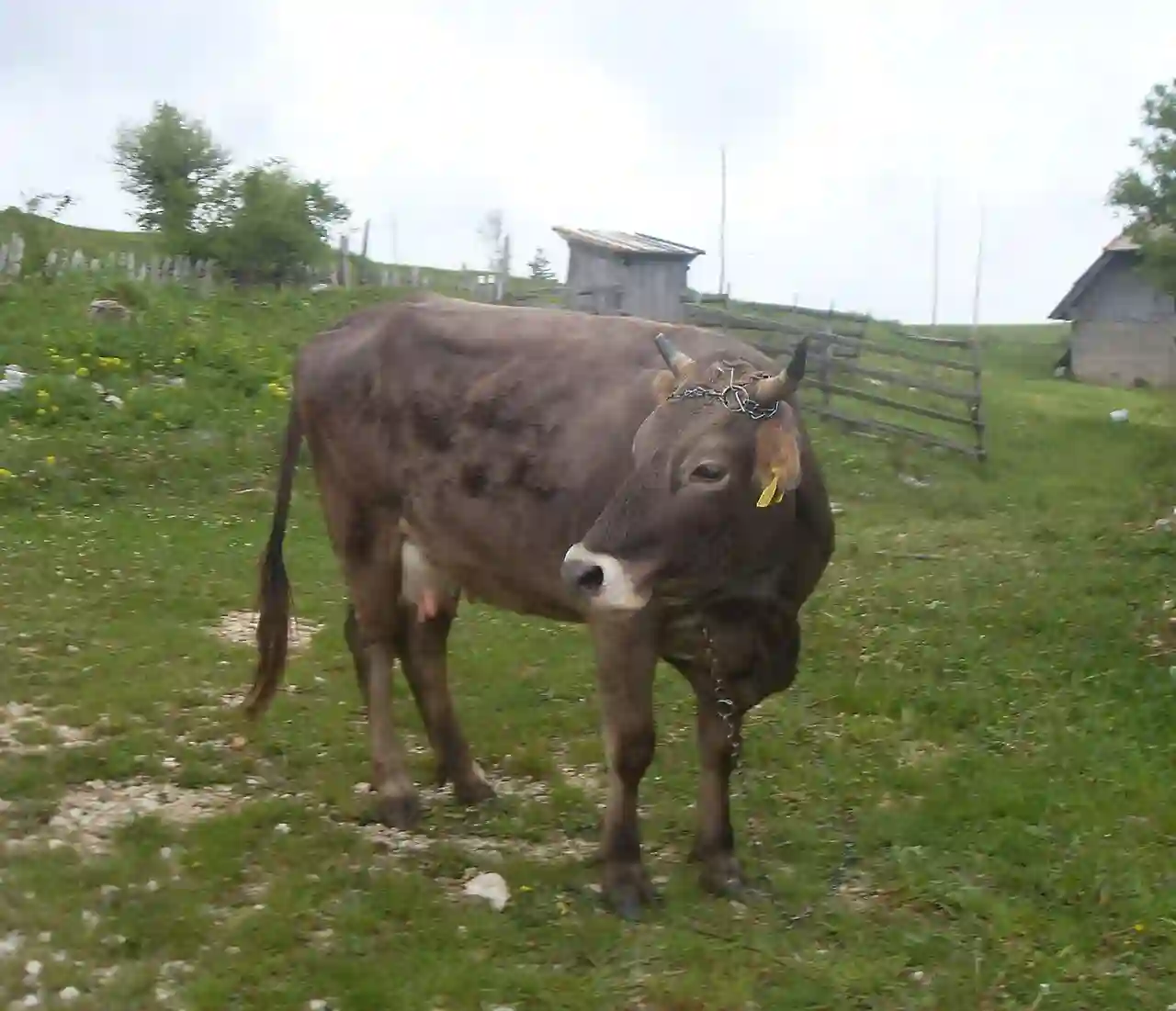 Domaće govedo čije je mleko zdravstvena premija