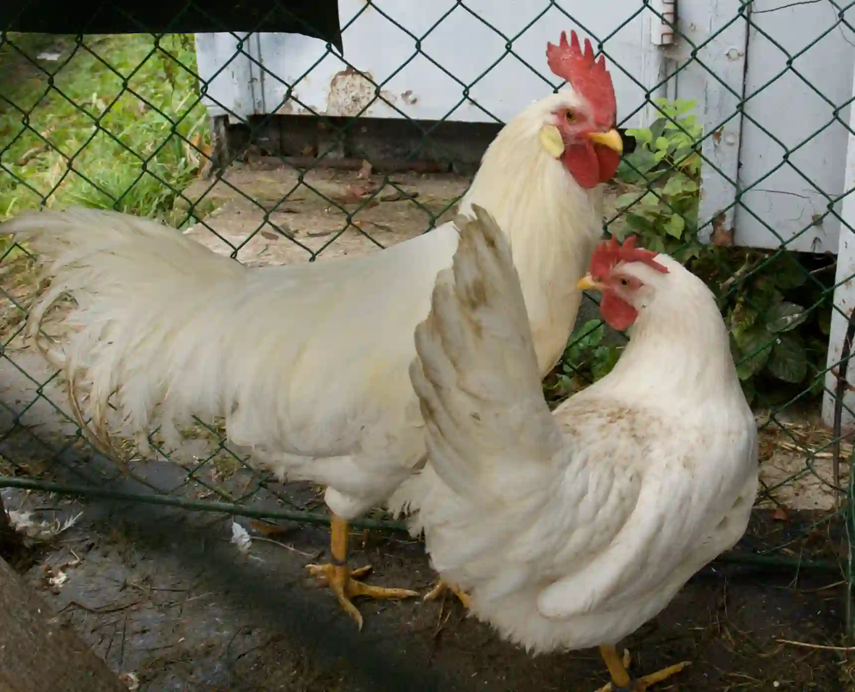 Leghorn: karakteristike, tipovi i proizvodni potencijal