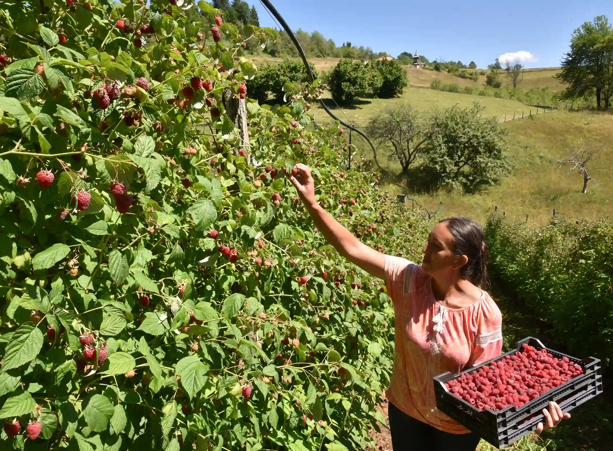 Počinje velika akcija kontrole malinjaka širom Srbije