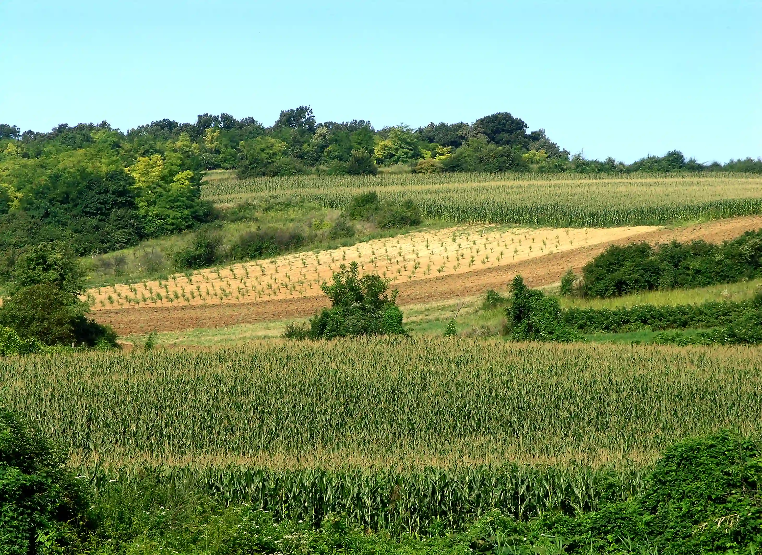 Da li su organske farme žarišta štetočina?