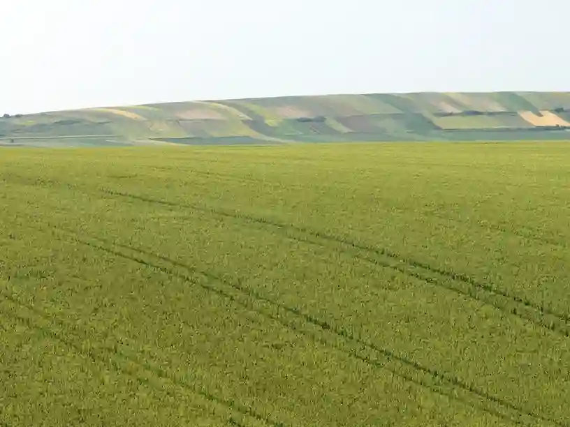 Ratari oprez: Poljski glodari prisutni u ozimim usevima
