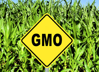 DOZVOLE ZA UVOZ GMO