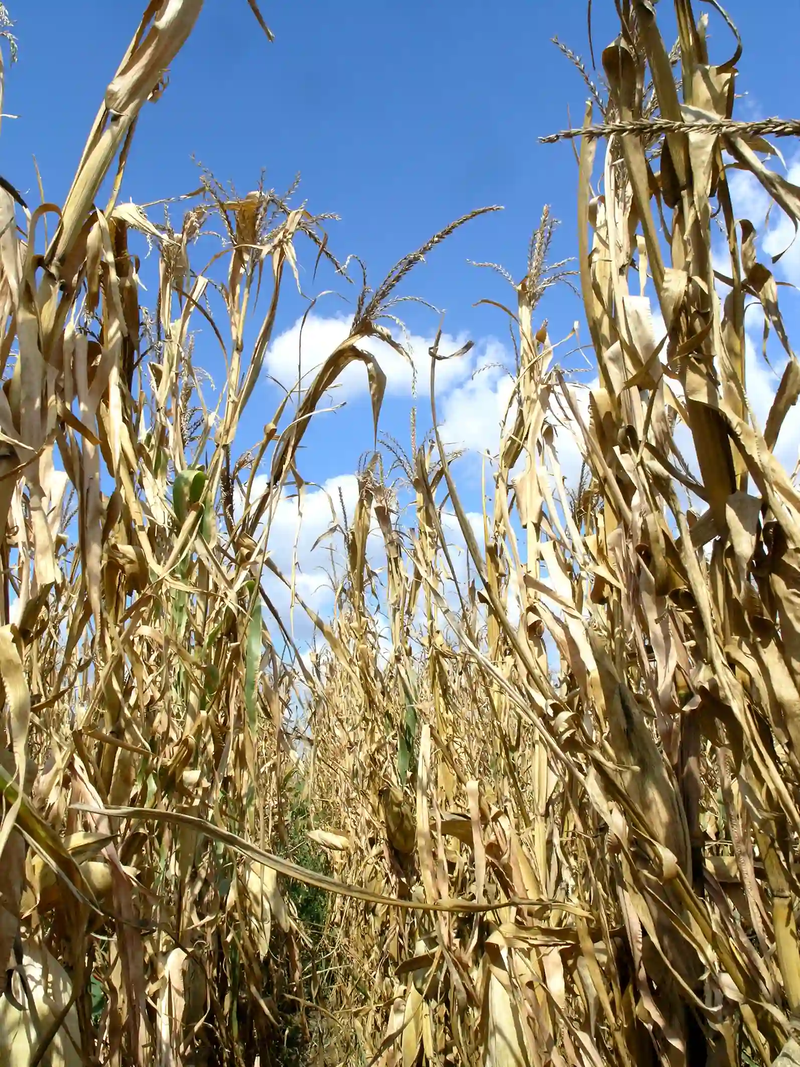 Međunarodni dan borbe protiv suša i poplava: Srbija na udaru klimatskih promena