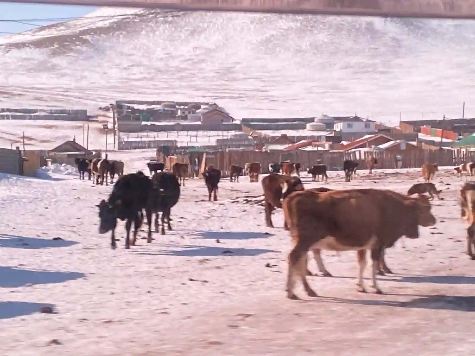 Mongolija sve značajnija sila u proizvodnji mleka
