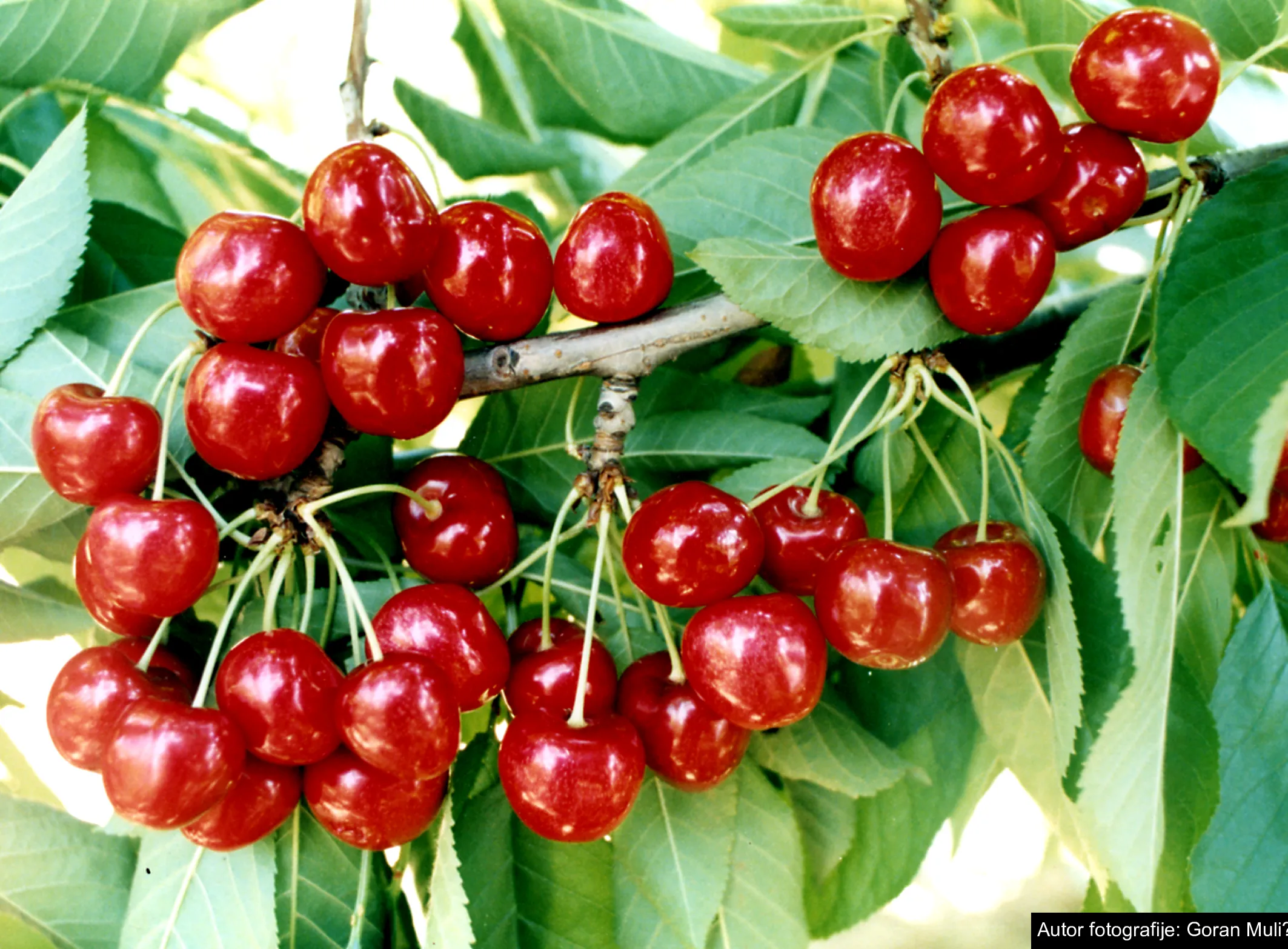 Stižu trešnje bez ostatka pesticida