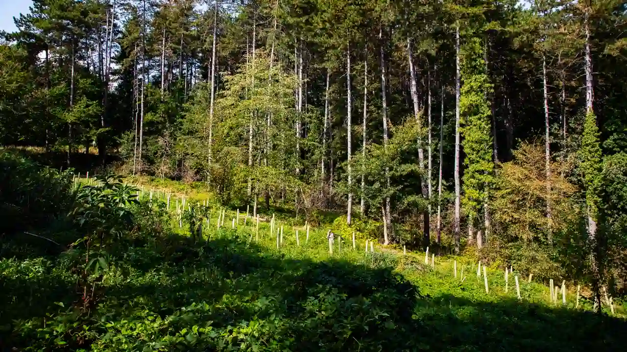 Klimatske promene u srcu Vojvodine: Šta se dešava sa Fruškom gorom?