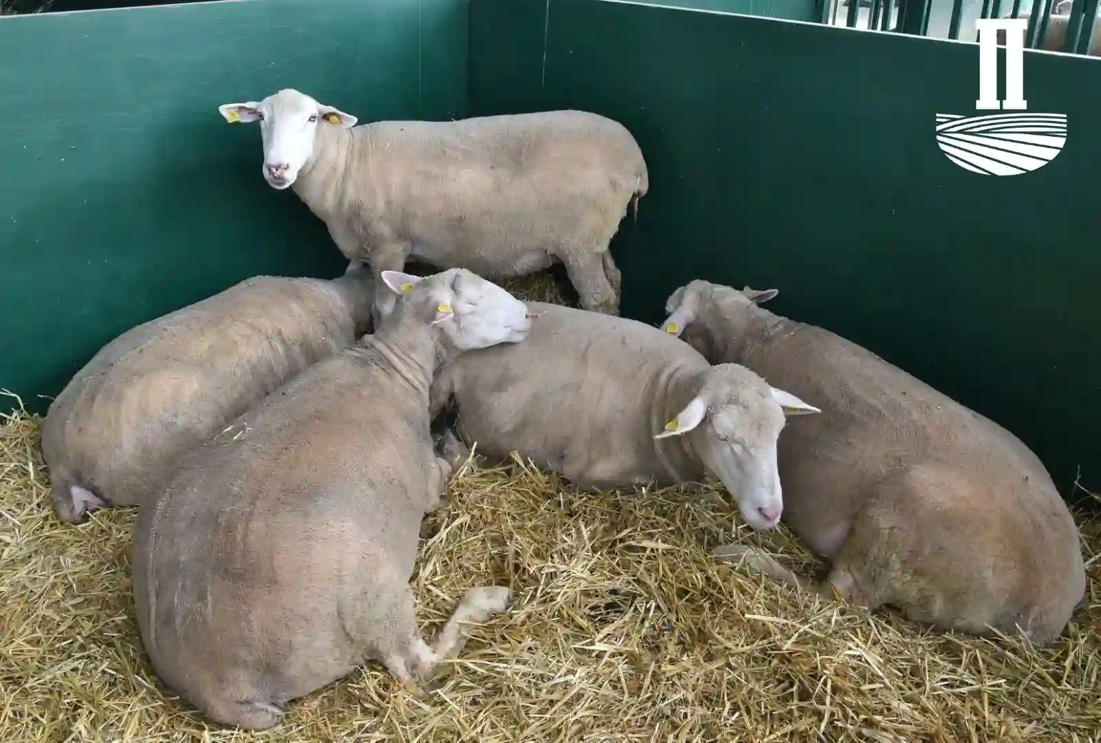 Poznati šampioni Sajma u stočarstvu