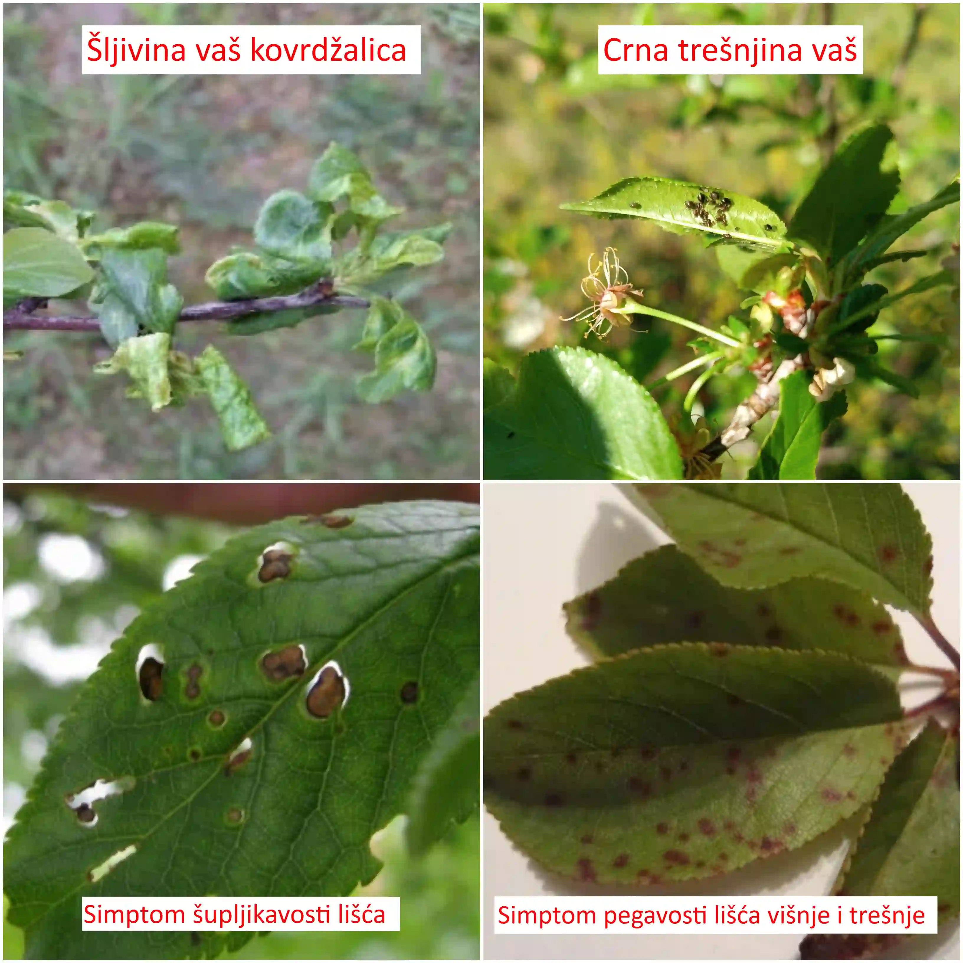 Zaštita zasada koštičavog voća od bolesti i štetočina