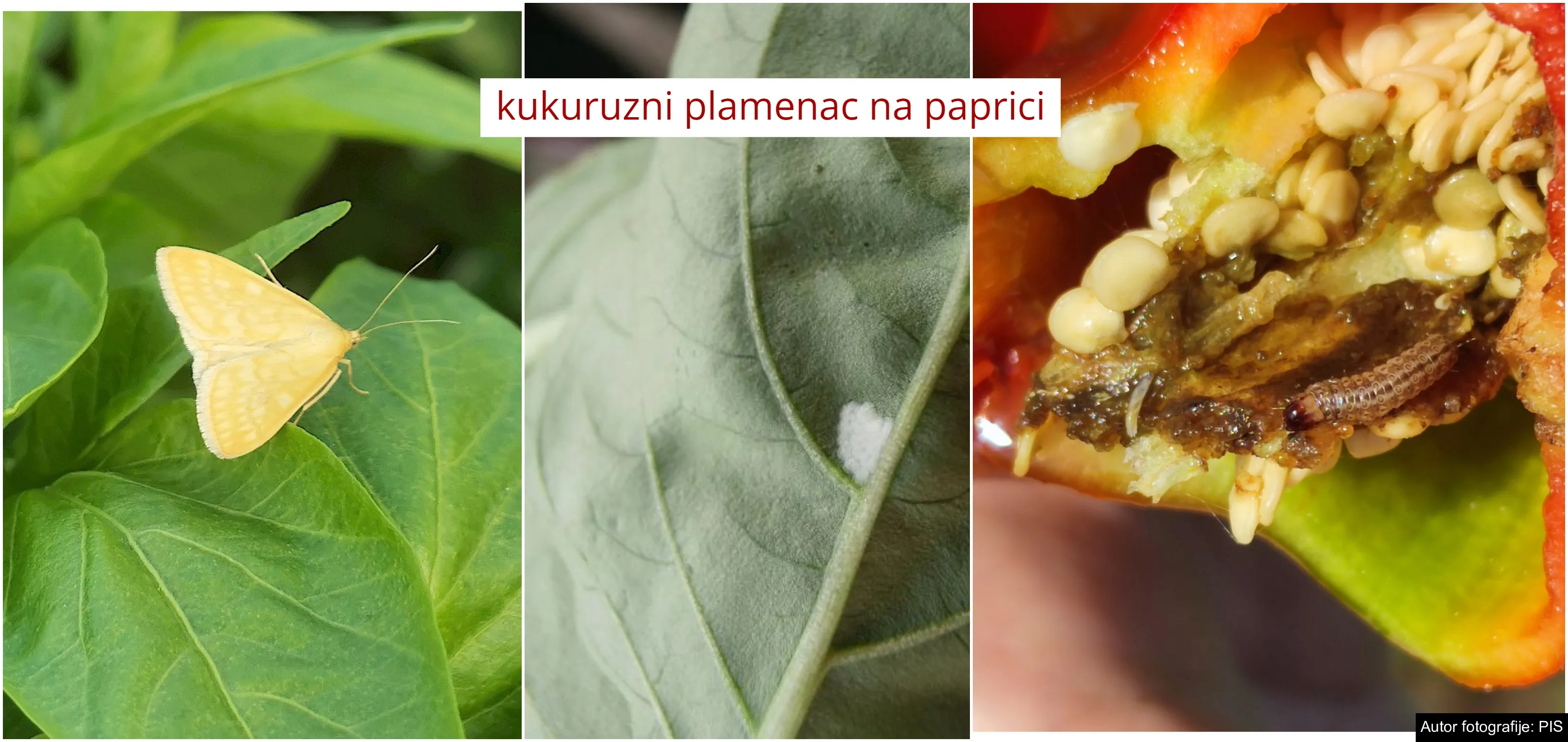 Kukuruzni plamenac preti i paprici