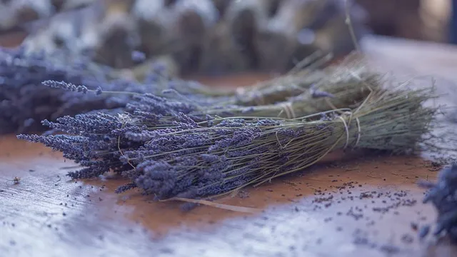 Lavanda u Deliblatu doživljaj za turiste, a korisna za proizvođače