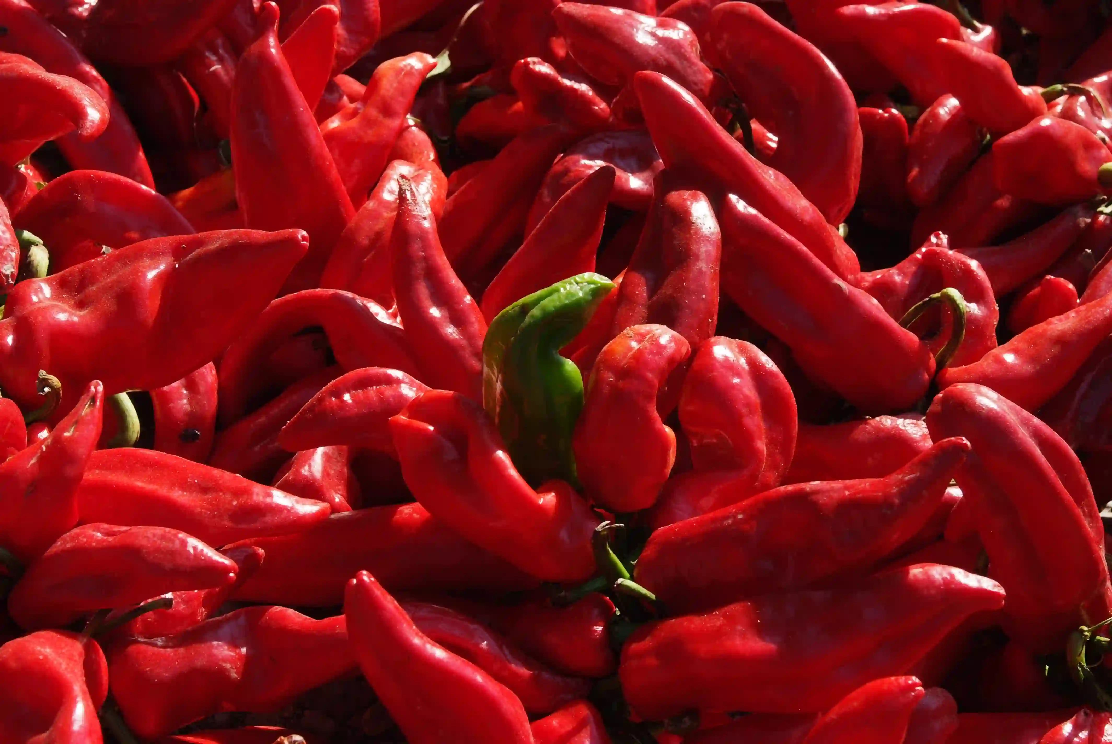 Za čuruške povrtare ovogodišnja paprika neisplativa