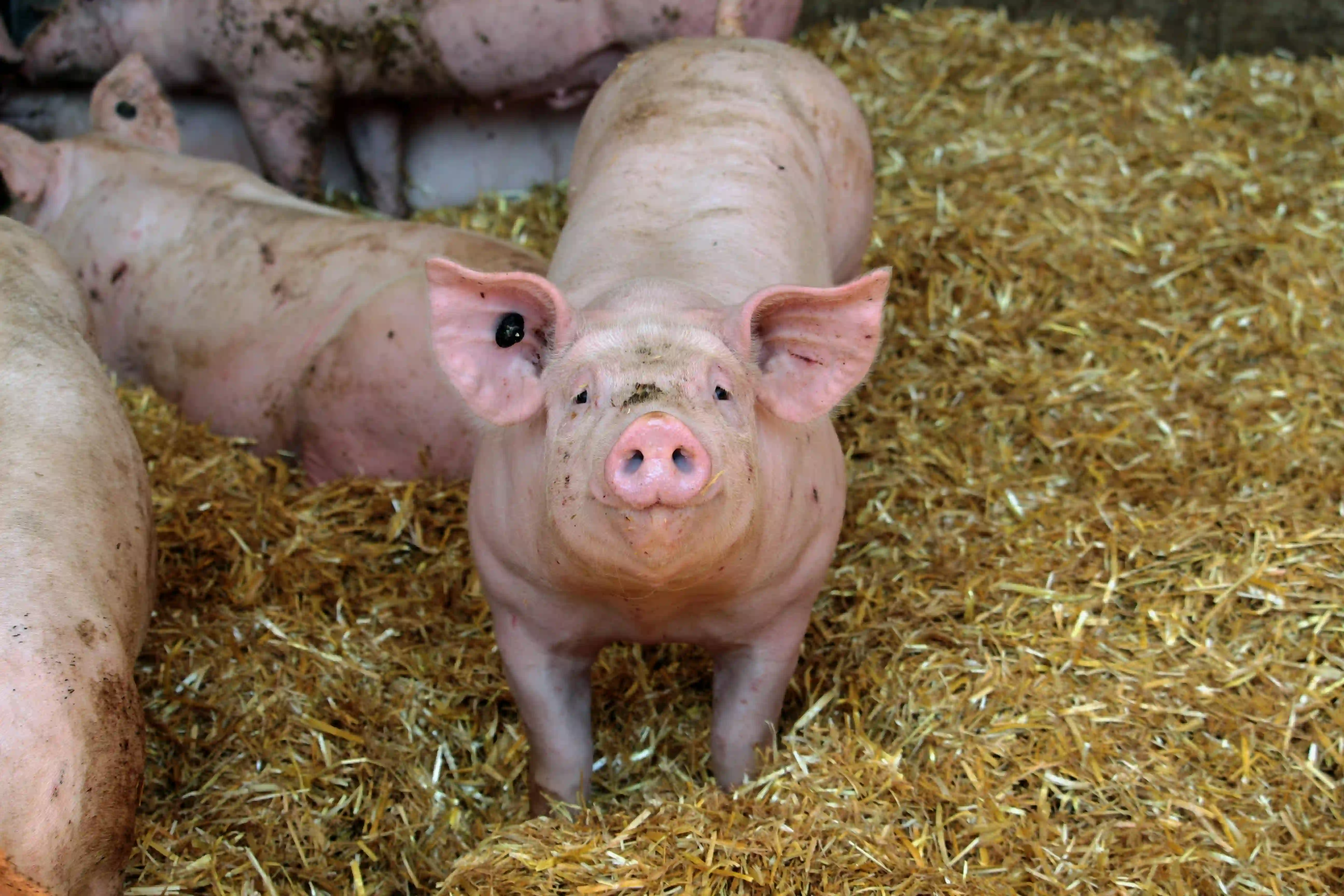 Zašto pada cena tovljenika?