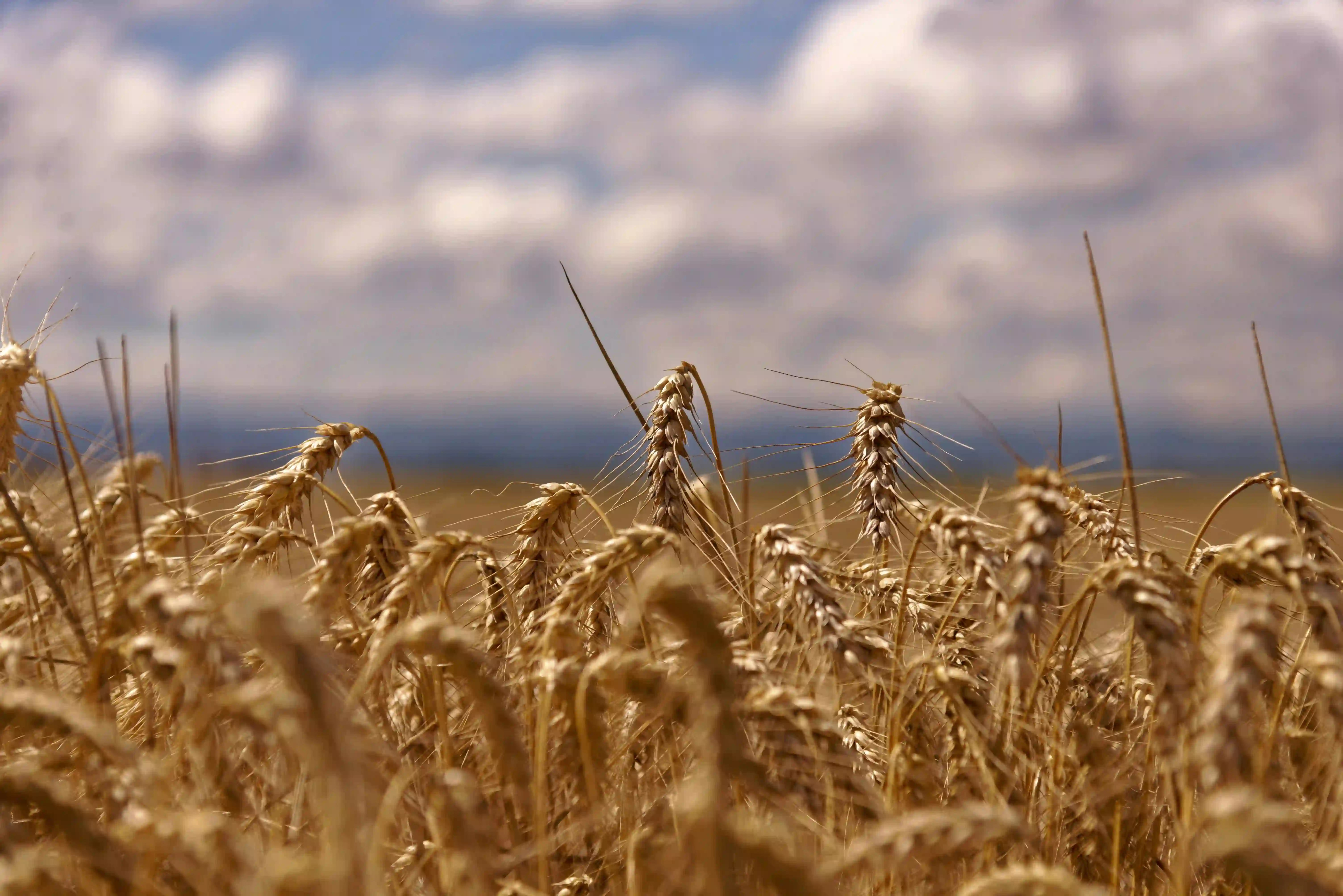 Hoće li Vojvodina ostati žitnica, a Šumadija voćarski centar?