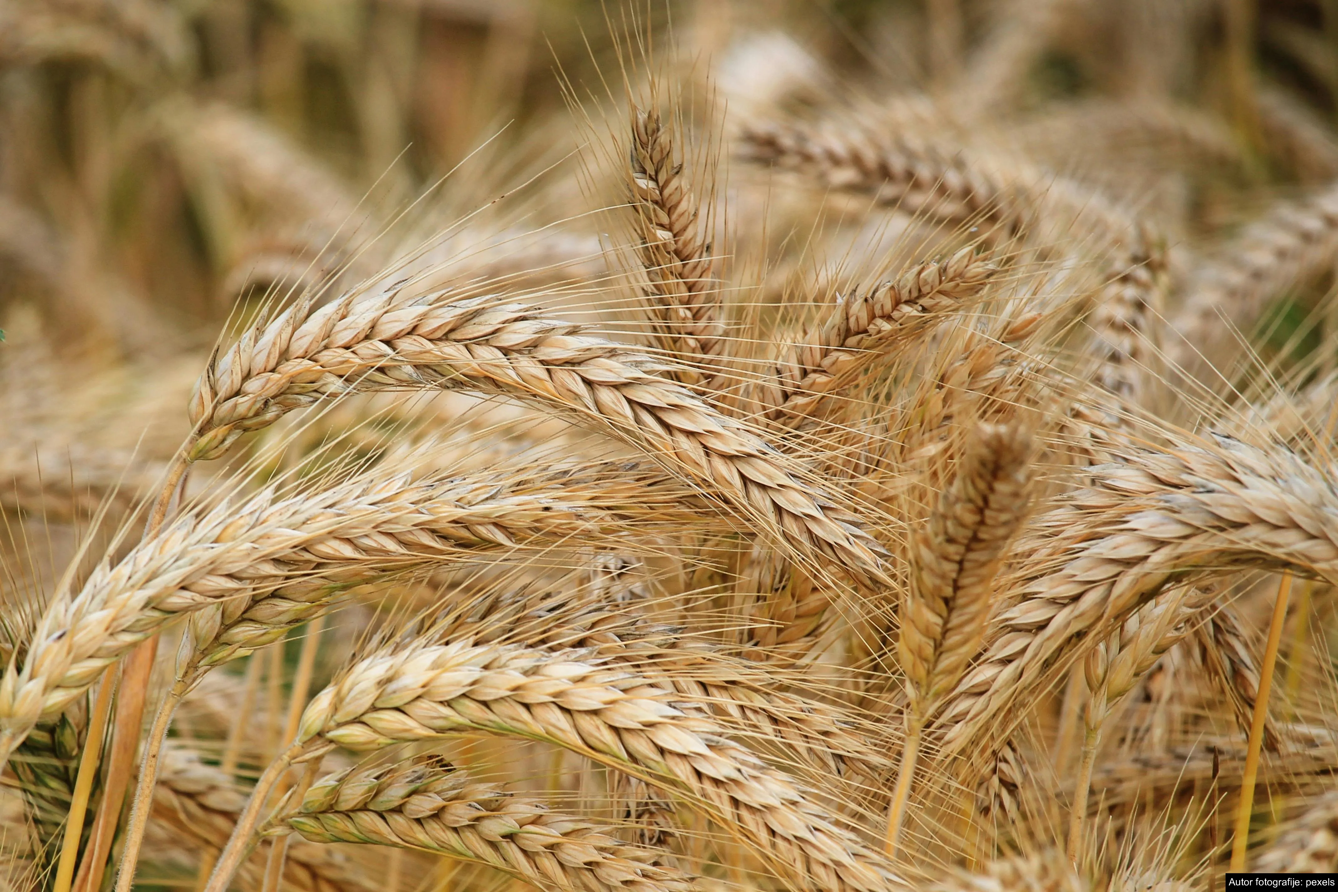 Veliki porast prometa i cena na Produktnoj berzi