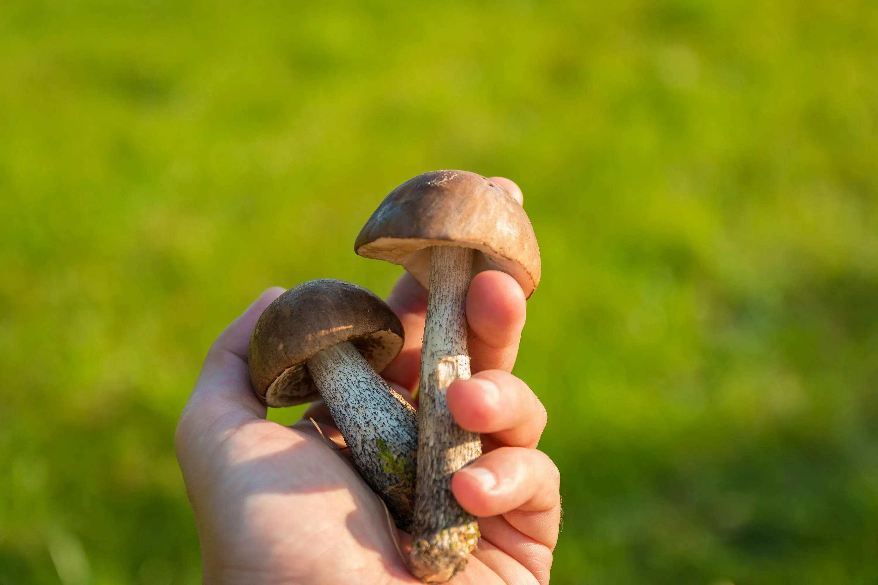 Doživotna robija zbog ručka od smrtonosnih gljiva
