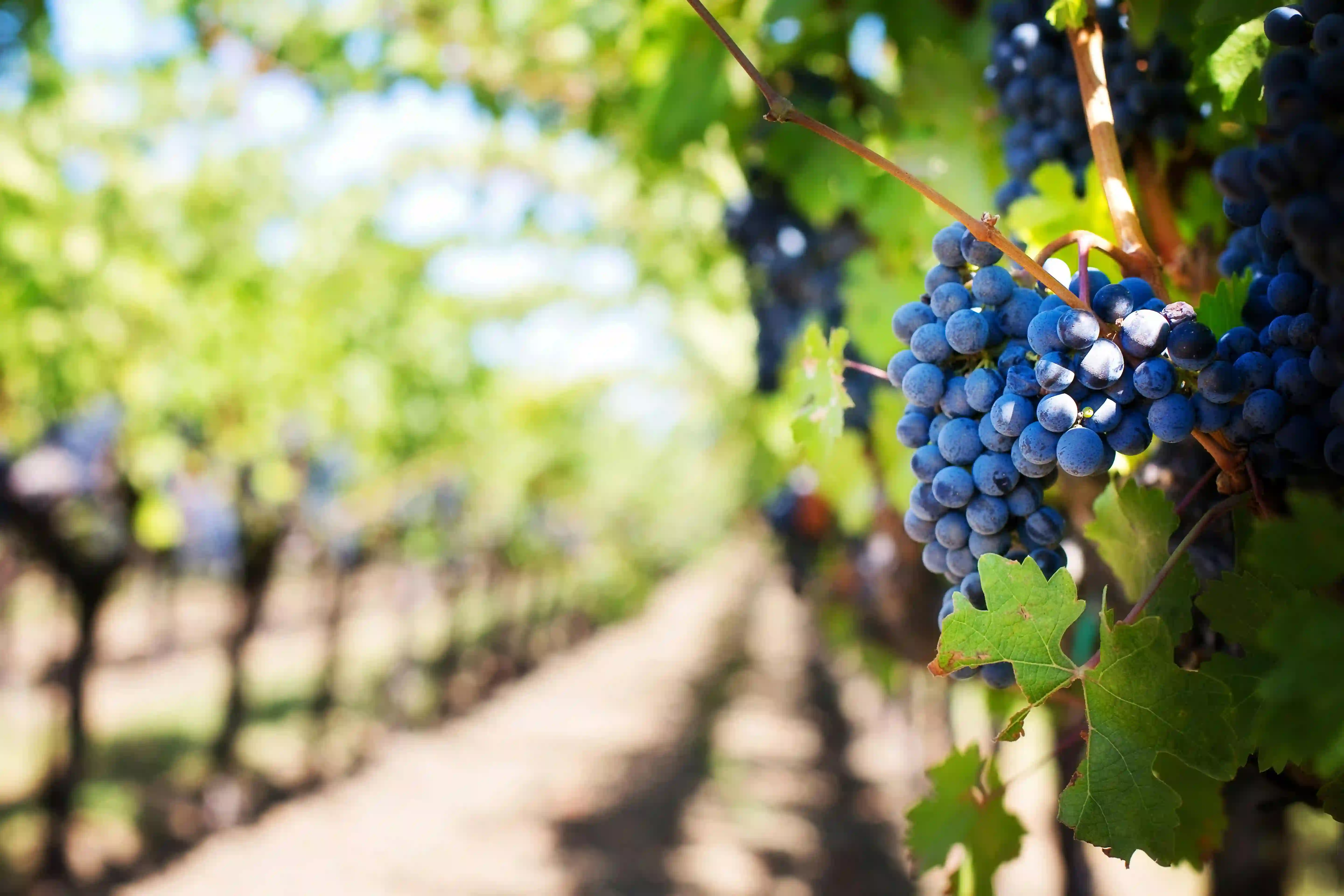 Sveti Trifun, dan vinara i vinogradara