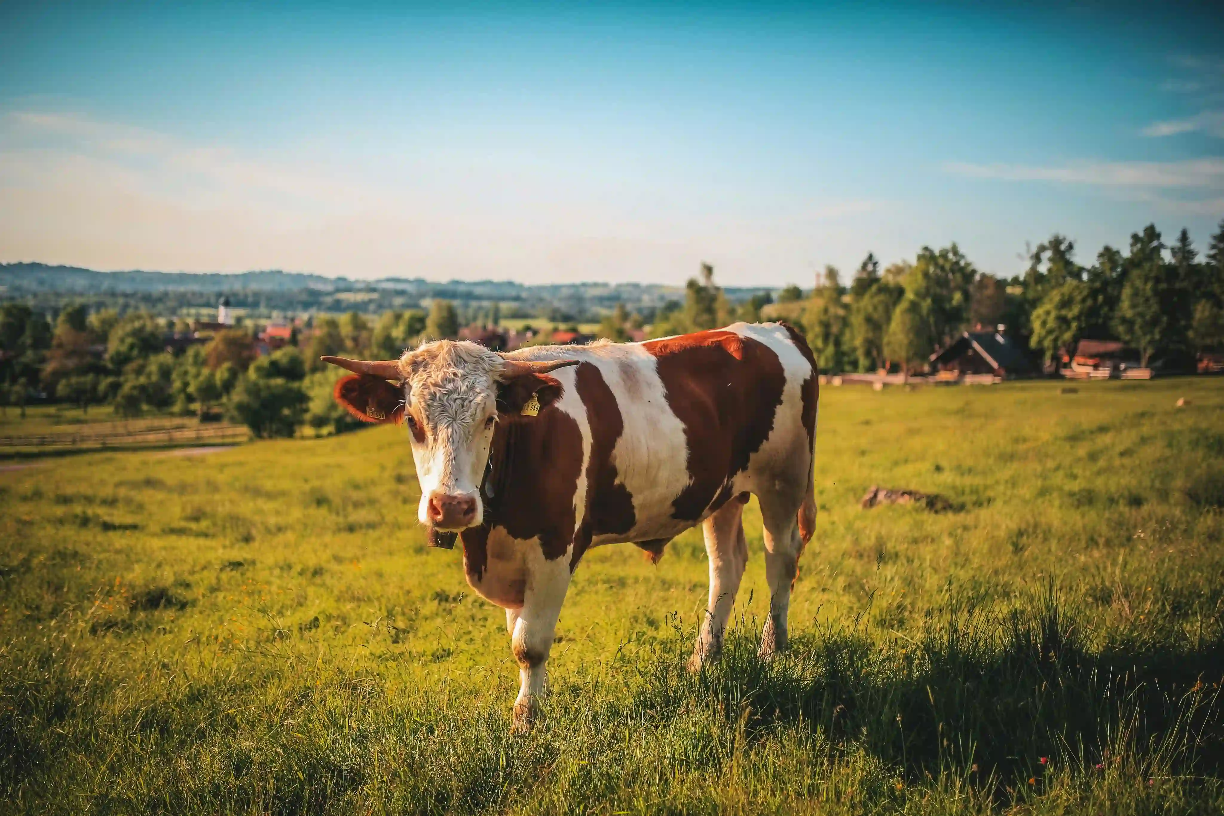 Tradicionalna poljoprivreda na održiv način