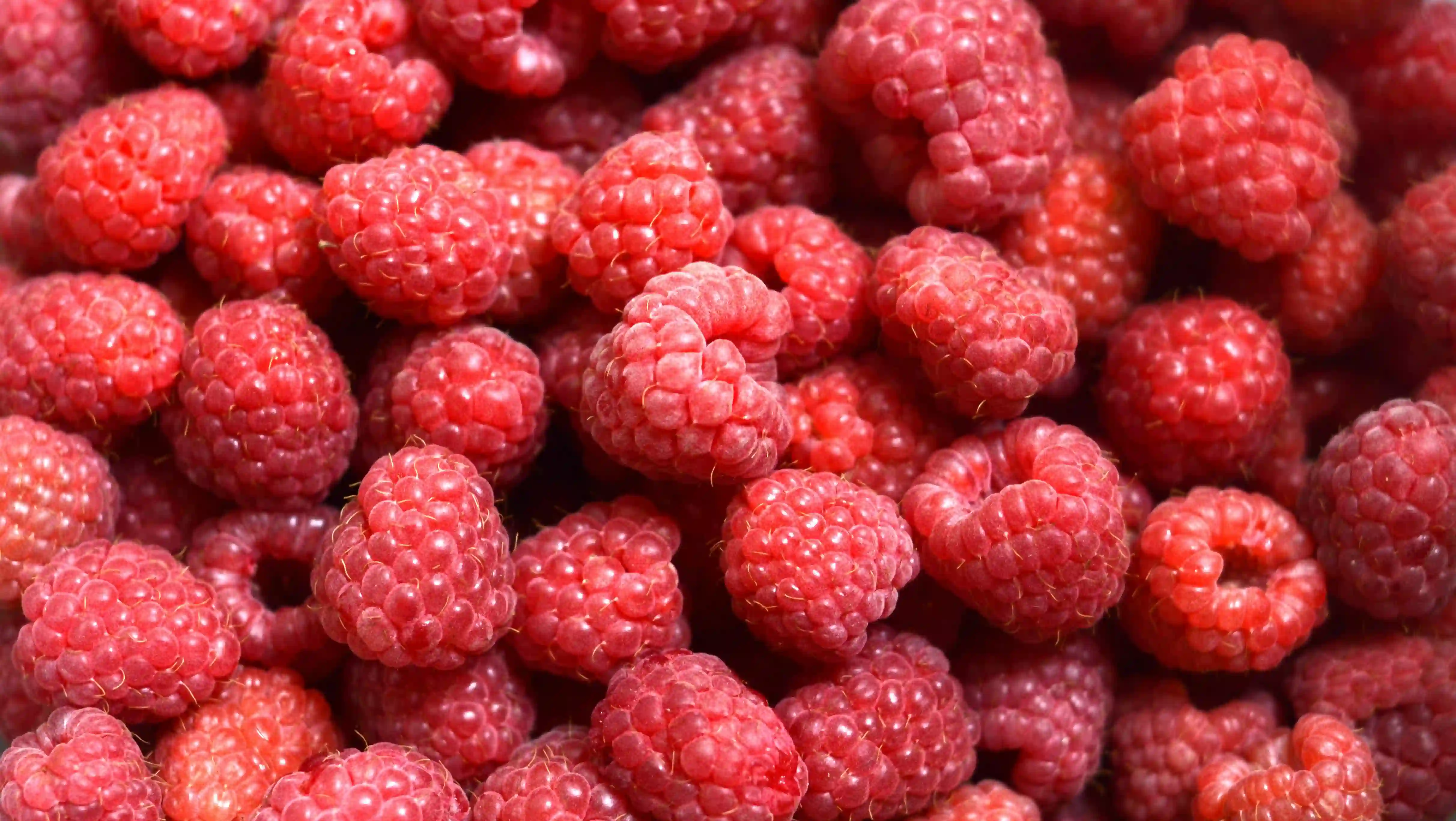 Vreme je za primenu bakarnih preparata u zasadima maline