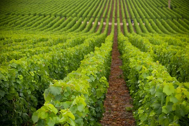 U vinogradu borba s cikadama