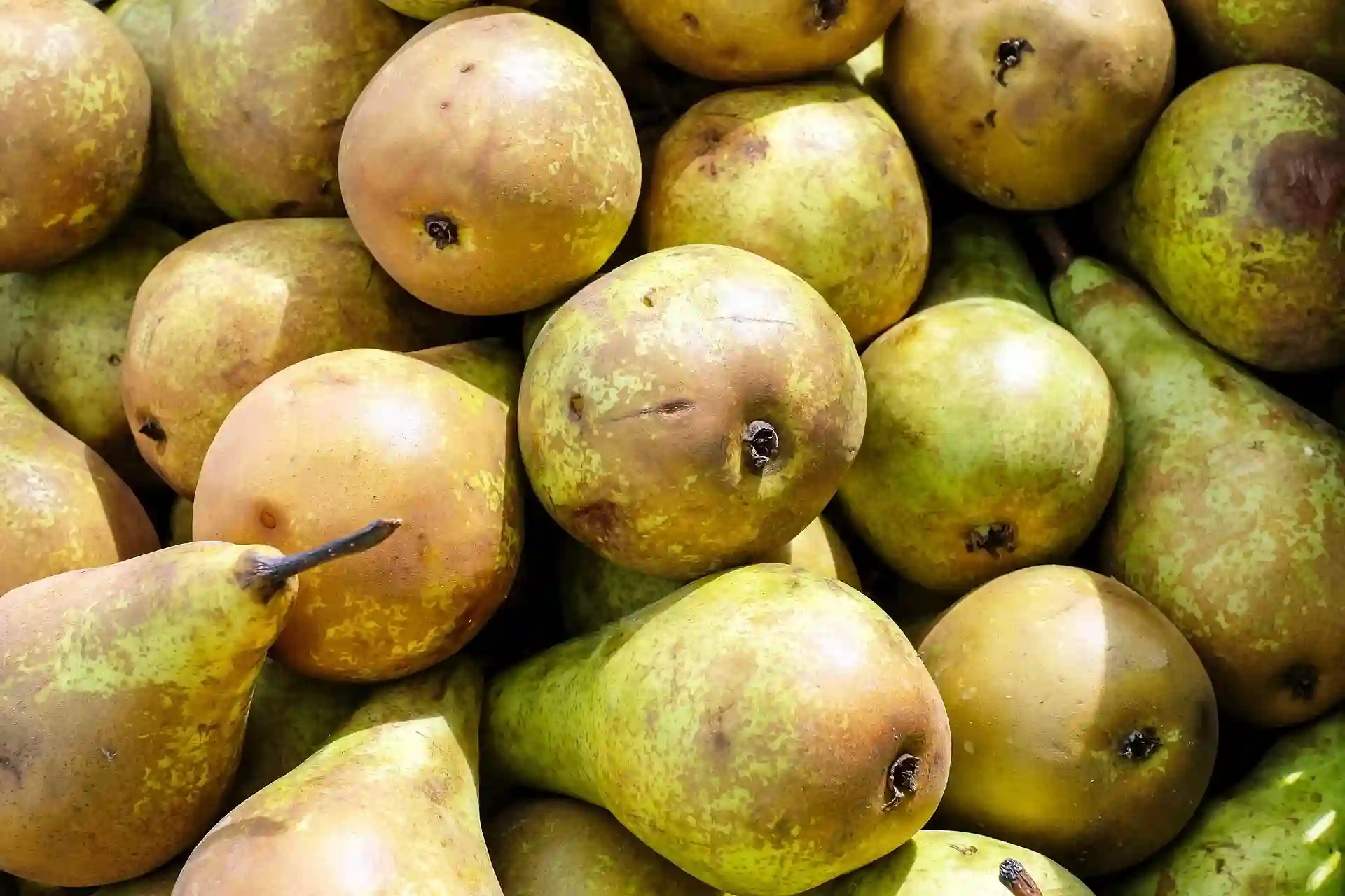 Džinovska kruška, hrabro prkosi vremenu i prirodi