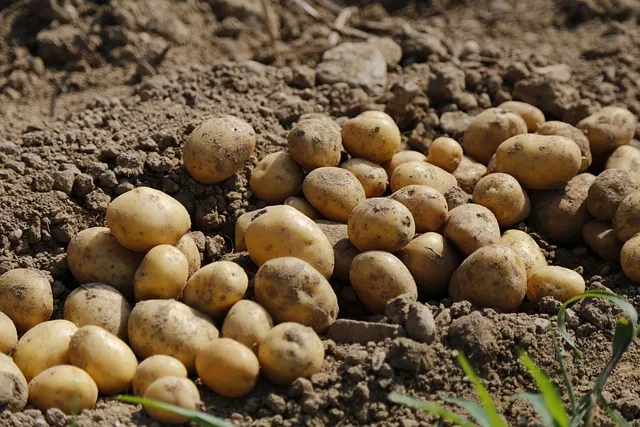 Krompir između klimatskih promena i zahteva tržišta
