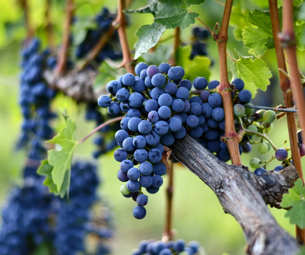 Vinogradarstvo – snažan oslonac razvoja sela u Srbiji