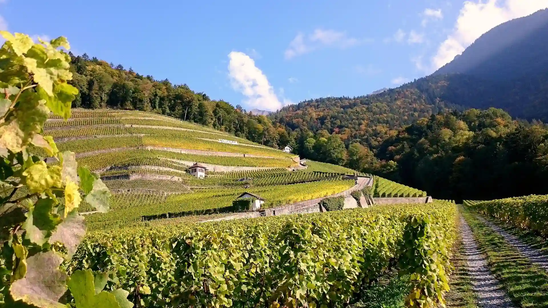 Vina iz Sremskih Karlovaca osvajaju kinesko tržište