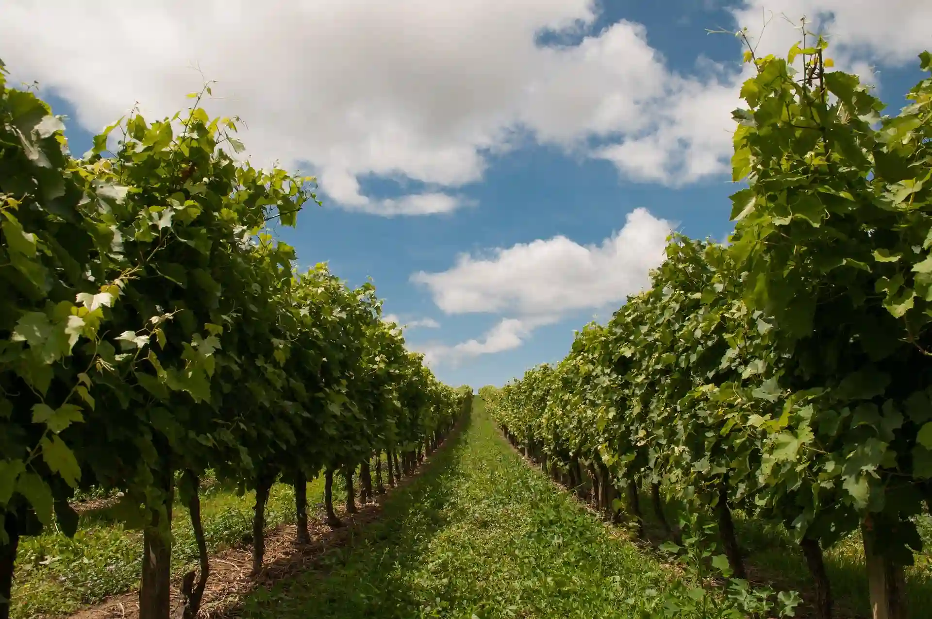 Vinograd obećava,a potrošnja vina smanjena