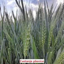 Zaštita pšenica iz najaranijih rokova setve od fuzarioze klasa